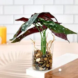 Glass Planter with Artificial Begonia Plant-image-24