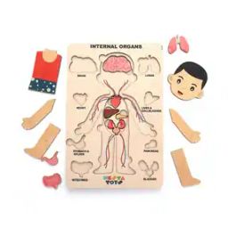 Human Body Internal Organs Wooden Puzzle-42