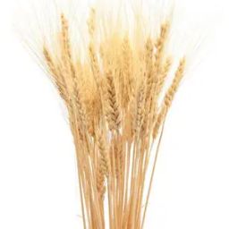 Wheat Grass Dried Plants-27