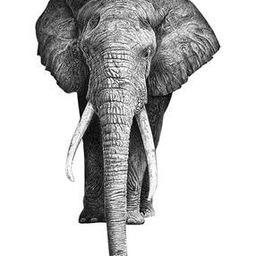 Elephant Self-Adhesive Wall Sticker-image-111