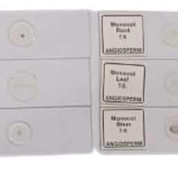 Botany Prepared Slides - Monocot & Dicot Slides (Set of 6) Brand OM Labs image 1