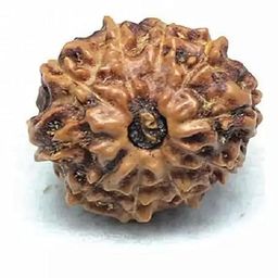 shivtantra 9mk-5 Rudraksh Rudraksh Rudraksha Bead,Certified, Original Rudraksh Bead/Natural Rudraksha Bead (Brown) with Certificate and Puja Instructionsx90 image 1