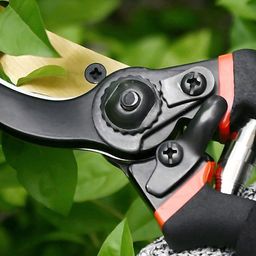 Kuber Industries Black & Gold-Toned Stainless Steel Heavy Duty Gardening Shear-52