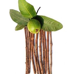 generic Fresh Guava Datun/Fresh Chew Sticks/Amrood Ke Ped Ka Datoon | Gwava Twigs for Better Tooth Gems, Relieve Tooth Ache, Fresh Breath and Health (Pack of 15pcs) image 1