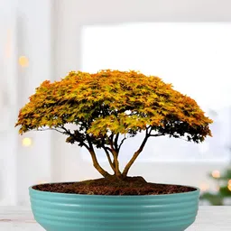 LASAKI Blue Textured Ceramic Planter With Holder-20