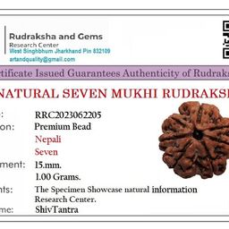 shivtantra Seven Mukhi Rudraksha bead Original Certified For Seven Mukhi Rudraksha bead, seven Face Rudraksha Satmukhi Rudraksha By Certifiedx05 image 2