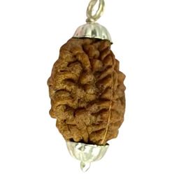 generic SRT Rudra 2 Mukhi Rudraksha Original Certified 2 Face Rudraksha Pendant With Silver Capping 2 Mukhi Rudraksha Nepali Do Mukhi Rudraksha Blessed By Shivshakti Dwimukhi Rudraksha Original 2 मुखी रुद्राक्ष Two Face Rudraksha Original image 1