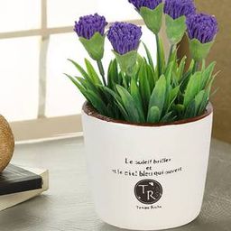 aapno rajasthan White Ceramic Planter-picture-34