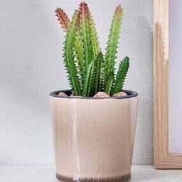 Corsica Barnett Artificial Succulent in Ceramic Pot-53
