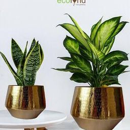 Metal Table Top Plants-image-17
