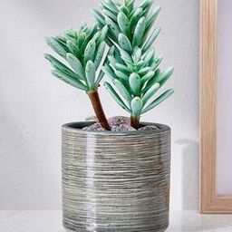 Corsica Barnett Artificial Succulent in Ceramic Pot-image-86