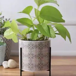 Printed Planter with Black Stand-picture-42