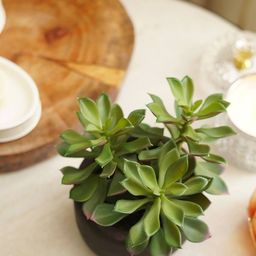 pure home and living Artificial Succulent with Cement Pot image 2