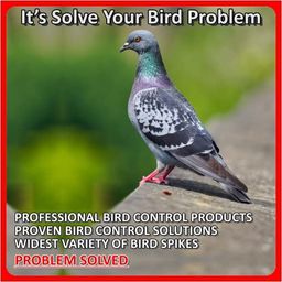 SPIKESTORE Set of 10 Bird Spike with Double Tape Control Pigeon Polycarbonate Deter Pigeons, Seagulls and Birds image 5