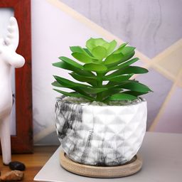 TAYHAA Green & White Succulent Artificial Plant With Pot with a Wooden Plate-10