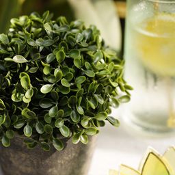 Pure Home and Living Unisex Green Artificial Flowers and Plants-33