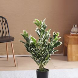 Home Bloom Green & Black Zebra Artificial Plant With Pot-image-95