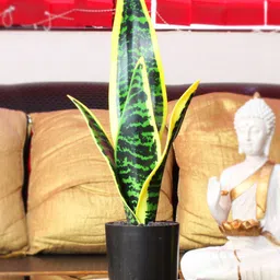 TIED RIBBONS Green & Yellow Artificial Snake Plant With Pot-picture-44