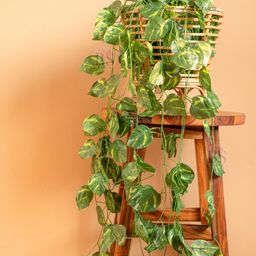 BS AMOR Set of 12 Green Hanging Money Plant-19