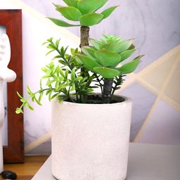 TAYHAA Green & White Succulent Artificial Plant With Pot-22