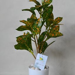 Blooming Floret Green & Yellow Dracaena Artificial Plant With Pot-11