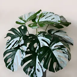 Blooming Floret Green Monstera Deliciosa Artificial Plant With Pot-11