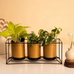 Kuber Industries Gold Toned 3 Pcs Planter with Golden Stand-32