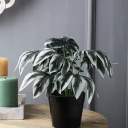 FOLIYAJ Green Maple Leaf  Plants-31