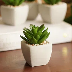 Pure Home and Living Green & White Cactus Succulent Artificial Flower-image-15