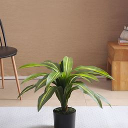 Home Bloom Green Dracaena Artificial Plant With Pot-4