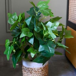 Blooming Floret Green Artificial Japanese Ivy Plant With Pot-52
