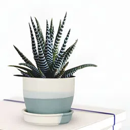 LASAKI Blue Ceramic Planter With Plate-image-28