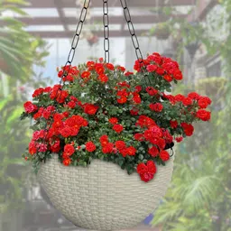 Kuber Industries Set of 4 White Large Plastic Hanging Flower Pot-47
