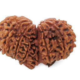 astro cart Gauri Shankar Rudraksha Nepali Gaurishankar Rudraksha Original Certified गौरी शंकर रुद्राक्ष Gauri Shankar Rudraksha Pendant Naturally Joined Combined Rudraksha Nepal Gori Shankar Rudraksha image 4