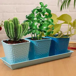 Homesake Set Of 3 Textured Planters With Tray image 1