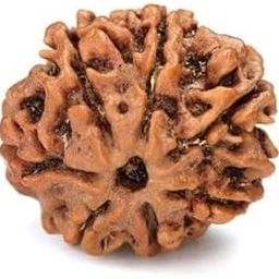 TRINETRA GEMS STONE Pure 7 Mukhi Rudraksha From Nepal Superb Natural सात मुखी रुद्राक्ष For Make Pendant Seven Face Rudraksha IGL Lab Certified Blessed Lord Lakshmi Sat Mukhi Rudraksha Turnk Beads-28