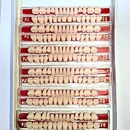 Teeth Set Shade 23 Dental Acrylic Teeth-image-61