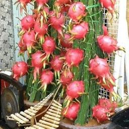 The Entacloo Dragon Tree (LV-109)-image-81