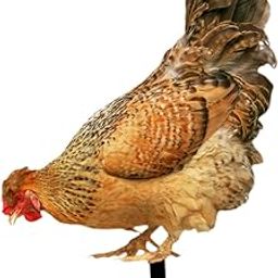 ARTISOUL® Hen Shape Garden Stakes Decoration Acrylic Figurine for Garden Porch Pathway Style B | Yard, Garden & Outdoor Living | Garden Decor | Statues & Lawn Ornaments-image-70