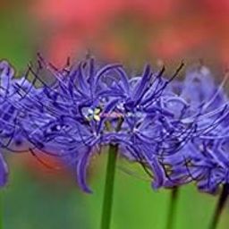 Floriculture Greens Imp. Lycoris Lily (Spider Lily) Bulbs For Home Gardening Planting (Rare Blue, Pack Of 2 Bulbs)-image-71