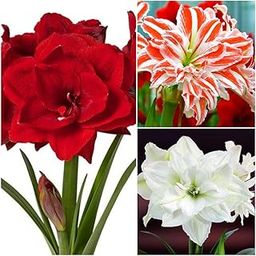Amaryllis Lily Flowering Plant for Home Garden Pack of 2 Bulbs By Zabbus-image-60