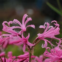 Perennial Nerine Lily Flower Bulbs - Pack Of 3 Bulbs-image-99