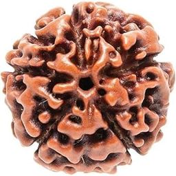 Original Panchmukhi Rudraksha/Real Rudraksha Bead for Men and Women/ 5 Mukhi Rudraksha/Natural 5 Faced Rudraksha-picture-41