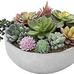 NooElec Seeds India Air Purifier Indoor Growing Mix Succulent Seeds- 35 Seeds - Grow Year Round-image-63