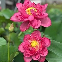 ALOCHUZ Rare All Season " Red Cloud" Hybrid Lotus Live Plant Big Water Lily (TUBER Root) Orginal Variety Guarante Blooming | Outdoor & Indoor Plant-image-42