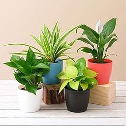 Guruji Plantation Set of 4 Plant Combo Live Plant with Pot Golden Money Plant, Money Plant,Spider Plant,Peace Lily Plant For Living Room Bedroom Office Desk Home Decoration and Gardening-image-77