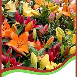 ANDHAGNAI GREENS Asiatic Lily Lillium Flower Bulbs (Pack of 7, Multicolour)-image-48