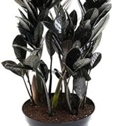 UGALOO Black Zz Indoor Plants For Living Room | Live Plants | 4 Inch Plants With Self Watering Pot For Home | Air Purifier Plants | Plants For Home Decor | Plants For Garden & Bedroom-image-80