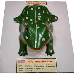 Frog External On Board Brand OM Labs-image-34