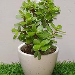 MaliaGarden Jade Plant- Jade Succelent Good Luck Live Plant -(Crassula Ovata) -Lucky Feng Shui Vastu Plant Pack In White Glossy Ceramic 4.5 Inches Pot.-picture-16